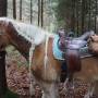 haflinger-4653.jpg