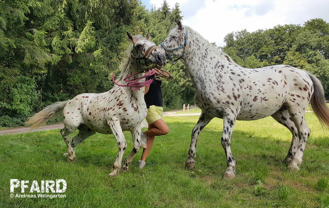 schreck-.jpg schreck-.jpg