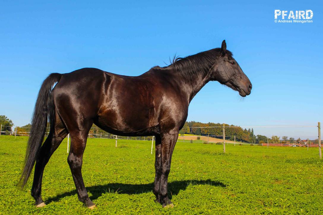 joya-7731.jpg joya-7731.jpg