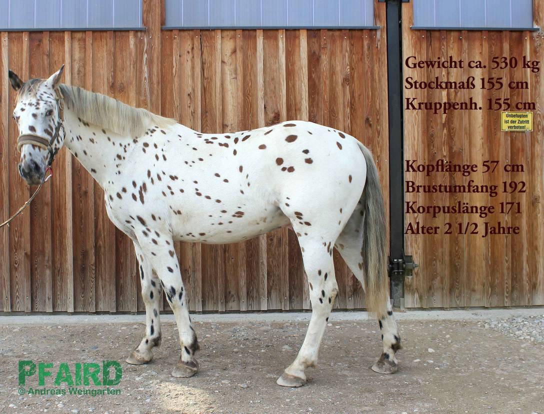 platini-.jpg platini-.jpg