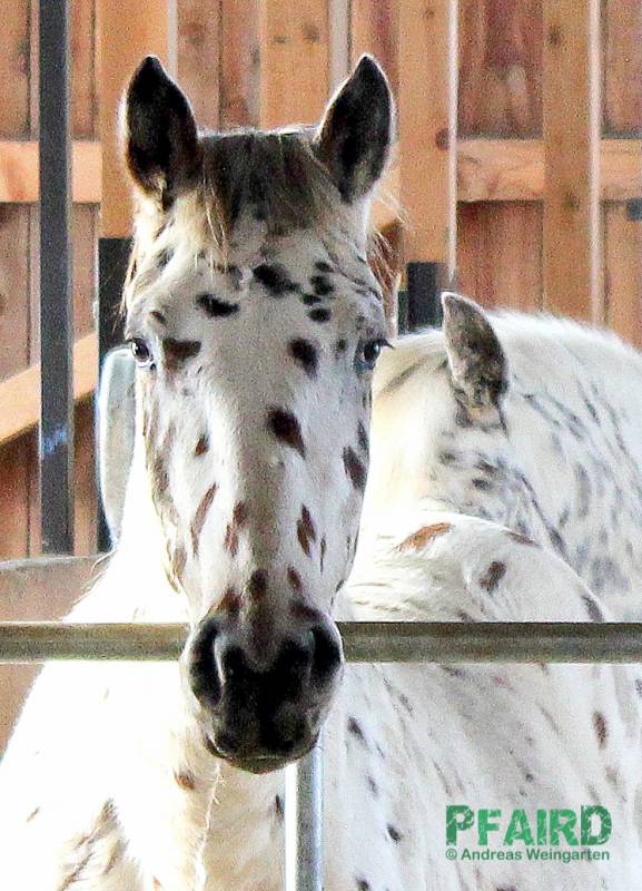 andreas-1.jpg andreas-1.jpg